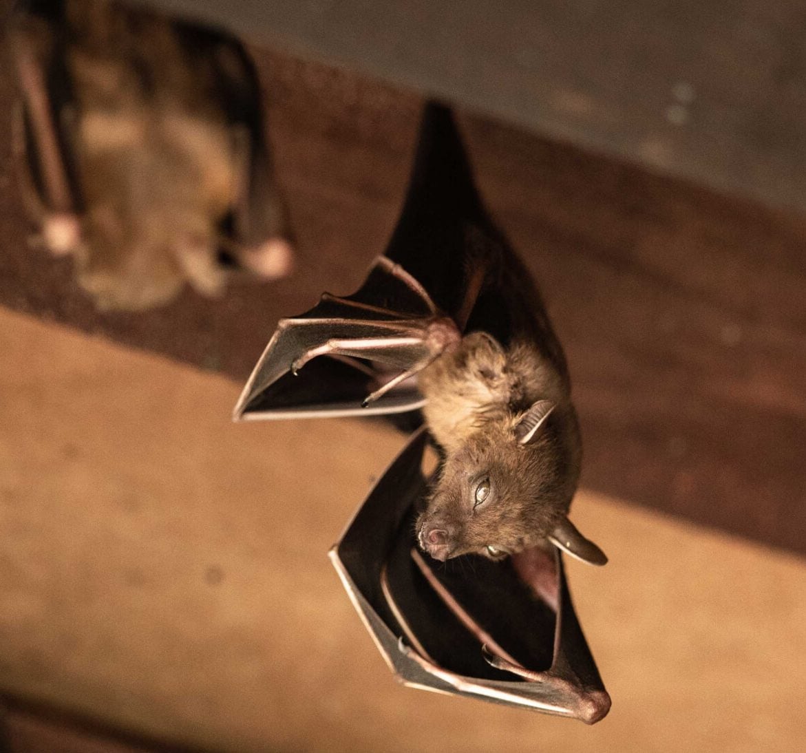 Wildlife-Bats in Hockessin